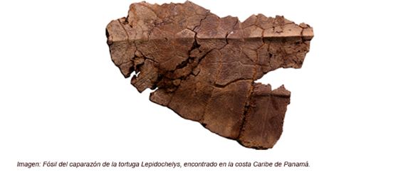 Paleontólogos descubren fósil de tortuga de hace 6 millones de años en Panamá