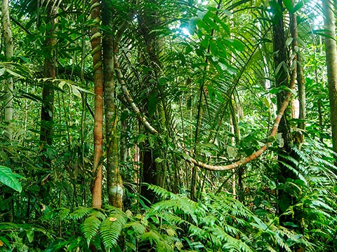 Historia Natural de las Plantas Tropicales