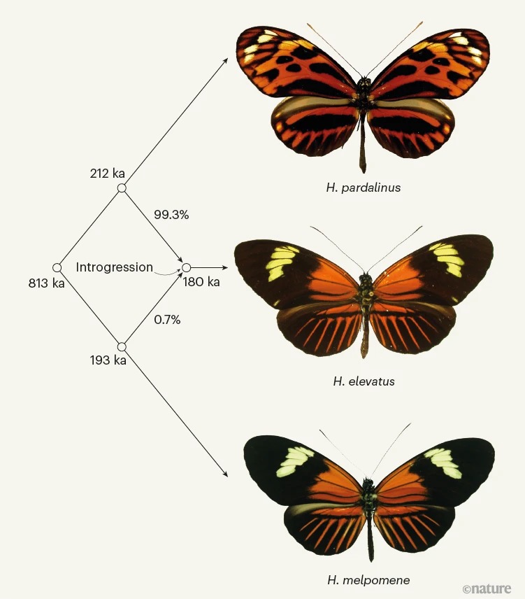 Figura 1 | Los orígenes híbridos de una especie de mariposa